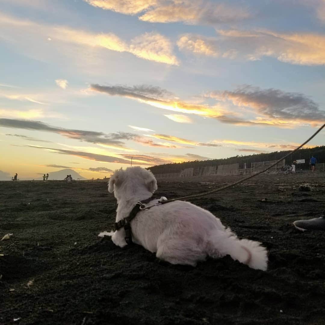 前園真聖さんのインスタグラム写真 - (前園真聖Instagram)「アンジェロは久しぶりの海で楽しそうに笑ってました😆 #アンジェロ #ミックス犬」9月10日 19時55分 - maezono_masakiyo
