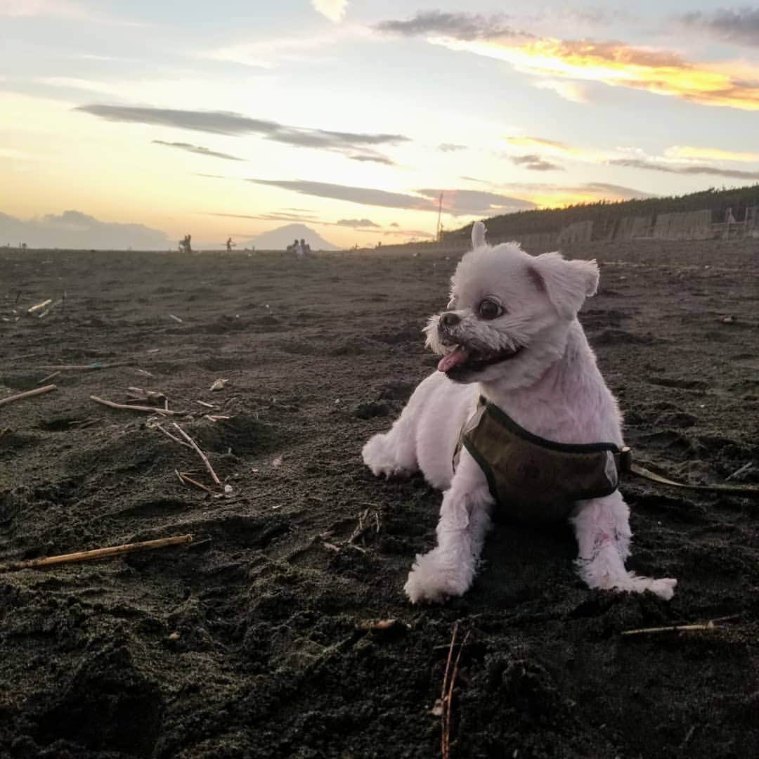 のインスタグラム：「アンジェロは久しぶりの海で楽しそうに笑ってました😆 #アンジェロ #ミックス犬」