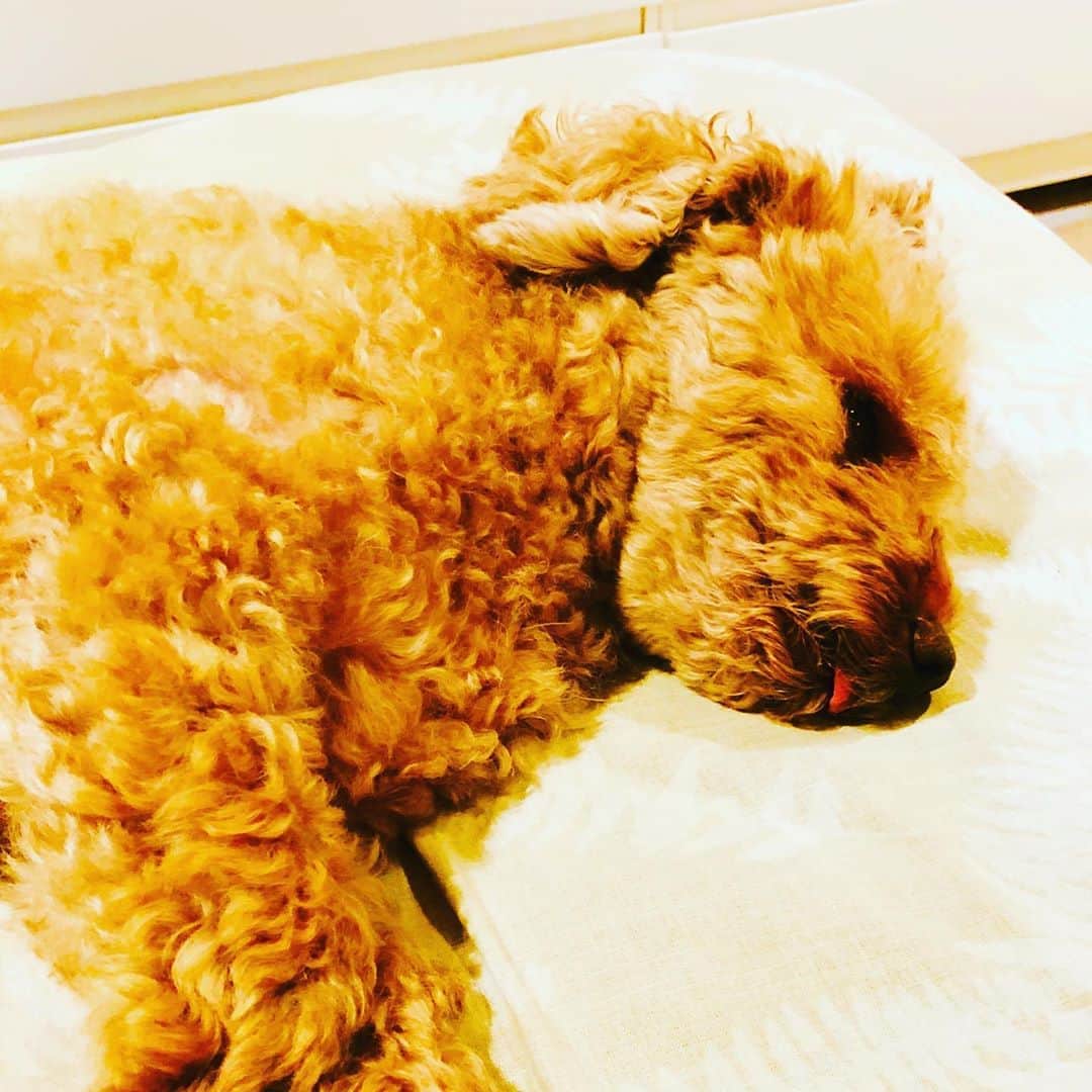 マイケル富岡のインスタグラム：「ベロ…出てますょ♡長い収録でお疲れ気味… #日常の幸せ #溺愛 #家族 #息子 #ベイビー #モフモフ #フワフワ #トイプ #マイケル富岡 #俳優 #タレント #ハーフ #愛犬家 #愛犬 #actor #actorslife #shooting #mybaby #mylove #family #love #youaremyeverything #cute #impactdogcratesmarjun #でかめトイプ #可愛い #home #waitingforawalk #撮影 #収録」