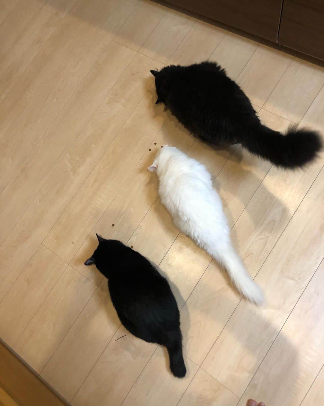 おーせさんのインスタグラム写真 - (おーせInstagram)「我が家の猫は羊の鳴き声をすると、おやつタイムだ！！っと駆け下りてきます。  前世ヤギですか？wwww  めちゃかわいい！！！  #catstagram #多頭飼い #Blackcat #ねこ #猫のいる生活#クロネコ長毛猫#出会いは譲渡会#出会いは公園#三本足の猫##cat #ねこ #黒猫 #にゃんだふるらいふ #にゃんすたぐらむ #猫 #猫のいる生活 #おデブ猫 #longhaircat #森家のどうぶつ園  #白猫#長毛猫#譲渡猫#オッドアイ#ツンデレ#多頭飼い#whitecat#oddeyescat#longhaircat#猫好き#猫#おファルにゃん」9月10日 20時18分 - oosedon
