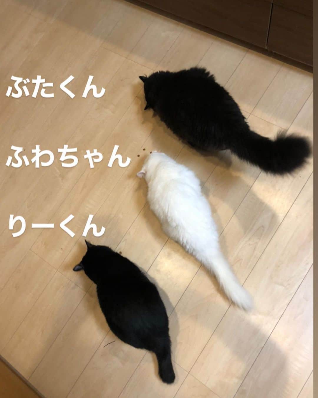 おーせさんのインスタグラム写真 - (おーせInstagram)「我が家の猫は羊の鳴き声をすると、おやつタイムだ！！っと駆け下りてきます。  前世ヤギですか？wwww  めちゃかわいい！！！  #catstagram #多頭飼い #Blackcat #ねこ #猫のいる生活#クロネコ長毛猫#出会いは譲渡会#出会いは公園#三本足の猫##cat #ねこ #黒猫 #にゃんだふるらいふ #にゃんすたぐらむ #猫 #猫のいる生活 #おデブ猫 #longhaircat #森家のどうぶつ園  #白猫#長毛猫#譲渡猫#オッドアイ#ツンデレ#多頭飼い#whitecat#oddeyescat#longhaircat#猫好き#猫#おファルにゃん」9月10日 20時18分 - oosedon