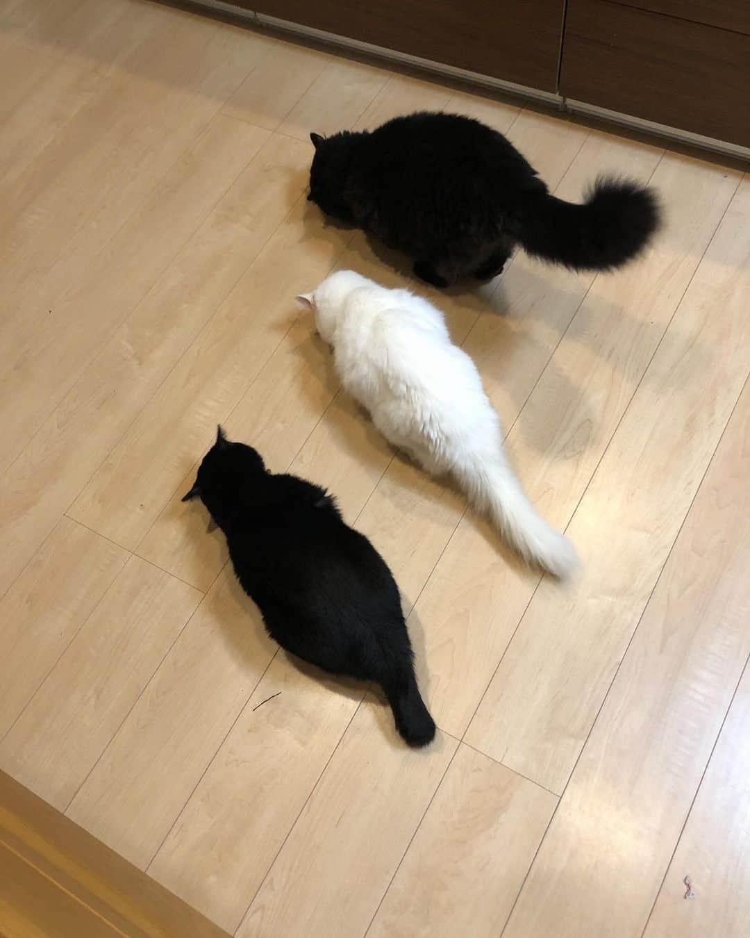 おーせさんのインスタグラム写真 - (おーせInstagram)「我が家の猫は羊の鳴き声をすると、おやつタイムだ！！っと駆け下りてきます。  前世ヤギですか？wwww  めちゃかわいい！！！  #catstagram #多頭飼い #Blackcat #ねこ #猫のいる生活#クロネコ長毛猫#出会いは譲渡会#出会いは公園#三本足の猫##cat #ねこ #黒猫 #にゃんだふるらいふ #にゃんすたぐらむ #猫 #猫のいる生活 #おデブ猫 #longhaircat #森家のどうぶつ園  #白猫#長毛猫#譲渡猫#オッドアイ#ツンデレ#多頭飼い#whitecat#oddeyescat#longhaircat#猫好き#猫#おファルにゃん」9月10日 20時18分 - oosedon