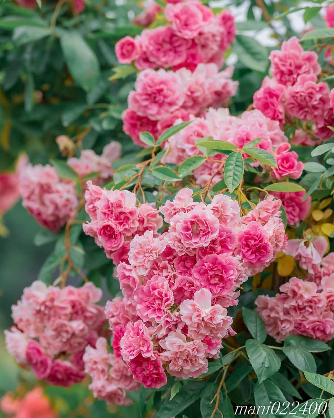 mani022400のインスタグラム：「. 10 Sep. 2020 . . こんばんはー🌸🌺🌹✨  . . location:Tokyo camera:a7r3 lens:Sony135GM . . .  🌺🌺🌺🌷🌷🌷🌹🌹🌹🌸🌸🌸 ご訪問ありがとうございます🙇 . お花以外の写真は サブアカウントにポストしています。 良かったら、覗いてください🙇🙇 ⬇️⬇️⬇️ @mani0224000   . 🌺🌺🌺🌷🌷🌷🌹🌹🌹🌸🌸🌸 . . . バラ  🔷🔷🔷🔷🔷🔷🔷🔷🔷 discoverwithalpha ﻿ japan_ilc﻿  a7rm3 ﻿ sel135f18gm  sel55f18z  #カメラ好きな人と繋がりたい  #flower  #花 #flowers   #写真好きな人と繋がりたい love_bestjapan  serahana #ファインダー越しの私の世界    #healing_roses_  #bns_lite #eclecticshow #explore_floral . #9Vaga_Rose9 9vaga9  9vaga_3flowers9  #floristsandflowers #ip_blossoms_vip  #fabulous_shots ig_flowers #ponyfony_flowers #meiko_roses  meiko_flora_member #myheartinshots #la_flowers #rainbow_petals #top_favourite_flowers  #quintaflower #inspiring_shot #phx_flowers dreaming_in_macro #flower_special_legend  nature_special_legend  #ind_flowers #tv_flowers #best_mmf_vipday  #best_beauty_flora_  9vaga_flowersart9 #ptk_flowers #fleur_noblesse_m  .」