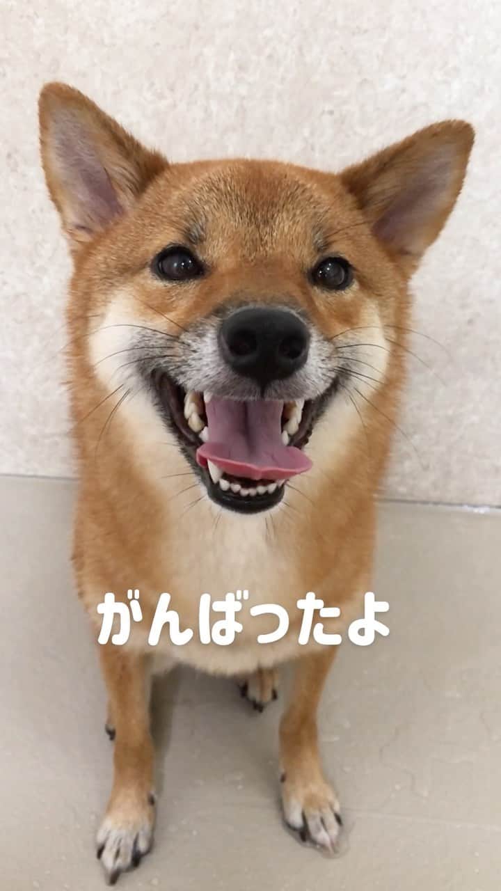 黒柴みくのインスタグラム