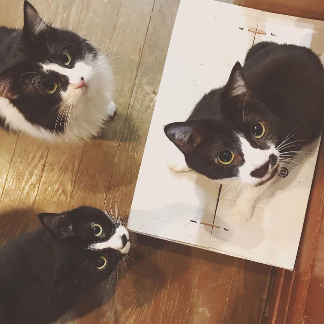 もじゃころのインスタグラム：「奇跡の3ショットキター🥺💕🥺💕🥺💕 ここにおにぎりもいれば最高なんだけど、鼻菱おにぎり丸は高いところが好きなので、そもそも普段あまり下界にいないんだよな…🥺  #チョッチュ具志コロペッペ  #鼻にんにく黒コロ  #坂東玉隠しシャシャ丸」