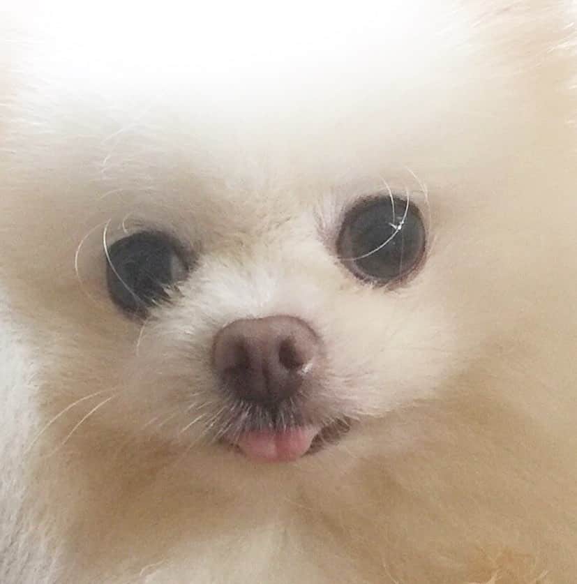 のインスタグラム：「Boop that snoot for good luck!🥰 #dogsofinstagram #weeklyfluff #fluffy #pomeranian #pom #instagood #instamood」