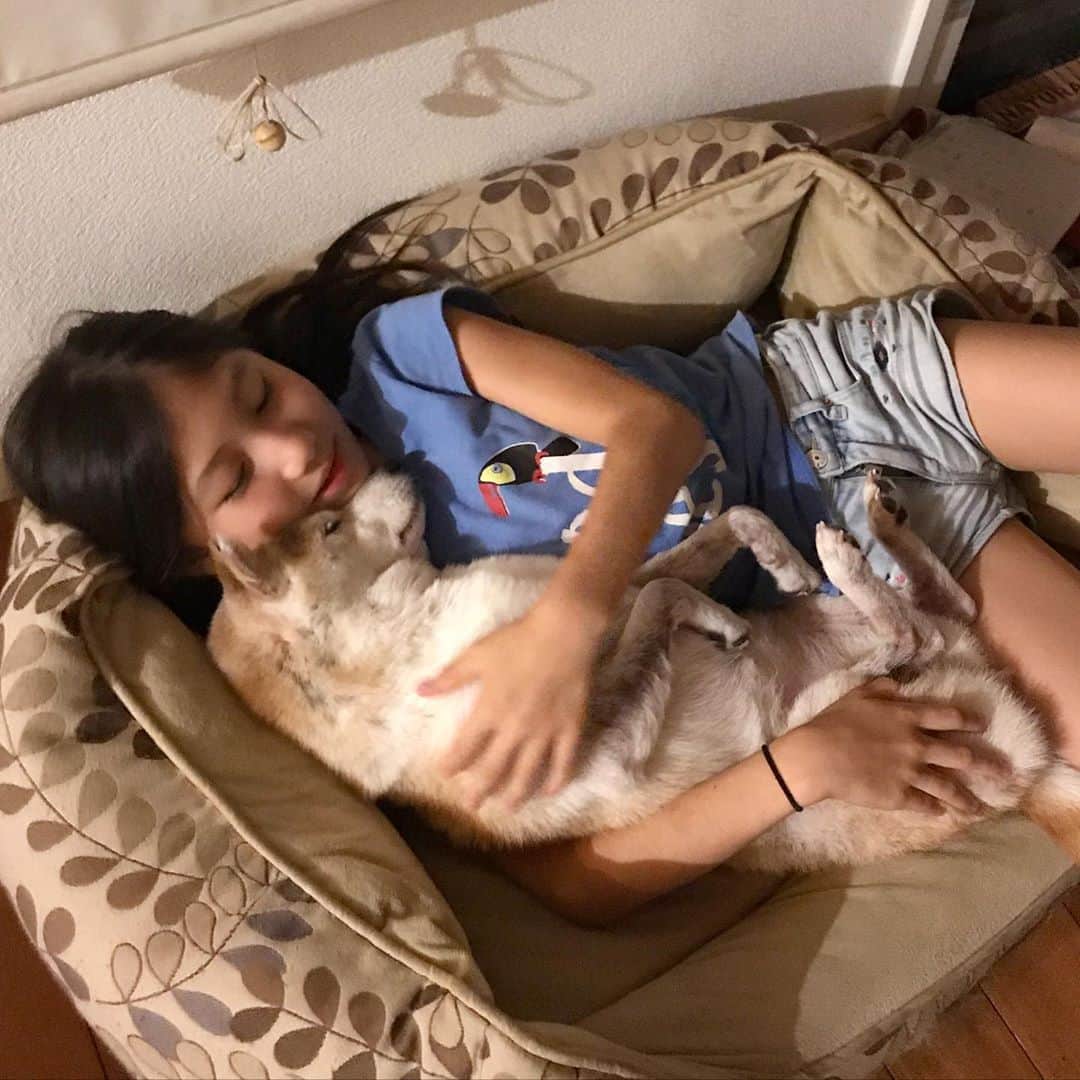柴犬リリコのインスタグラム：「おやすみなさい😴 赤ちゃん？🤱🏻それともぬいぐるみ？🧸  #goodnight  #ヘソ天 #添い寝」