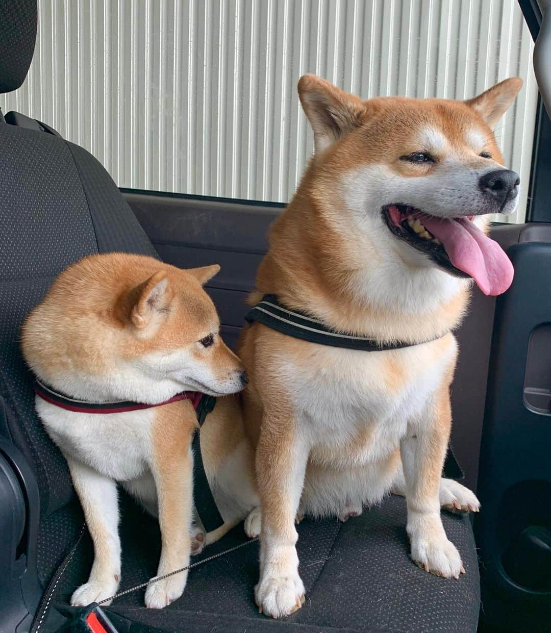 shibainu berryさんのインスタグラム写真 - (shibainu berryInstagram)「crowded🐻🦊🚙😂 今朝の河川敷からの帰り〜 ①②🐻🦊どっちも助手席来た〜😂 なんで〜😂 ギュウギュウなのに😂 来たもののギュウギュウすぎて後部座席に戻りたいけど身動き取れず…そのまま帰宅😅 ③こんな時もクンクン🦊💕😂 ④今朝の暴走🦊💨💨 #❤️迷子犬の掲示板四国 @maigo_dog_shikoku #めざせ迷子犬ゼロ👌 #柴犬 #べりやん #べりむく #多頭飼い #徳島 #berry #shiba #shibainu  #shibainumania #shibastagram #instashiba #ぷにっと部 #口角キュキュッと部  #チーム俺様 →部員絶賛募集中 #shiba_snap #proudshibas #west_dog_japan #サンデイ #instagramjapan #ふわもこ部 #pecoいぬ部 #pecotv #buzzfeedanimals #dogsofinstagram #9gag  @9gag @barked」9月10日 21時33分 - shibainu.berry