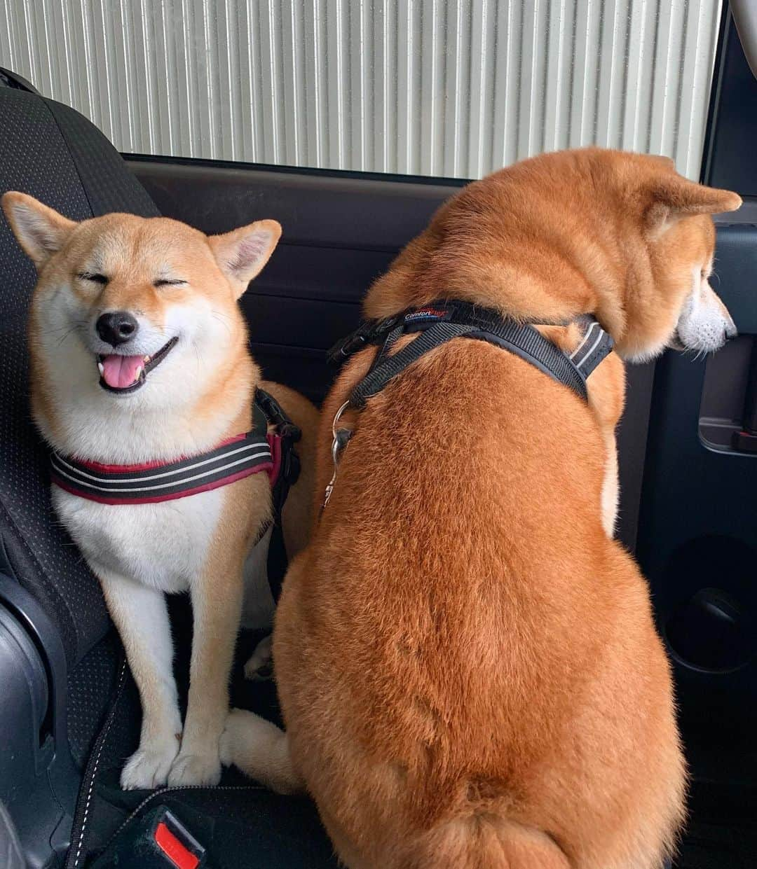 shibainu berryさんのインスタグラム写真 - (shibainu berryInstagram)「crowded🐻🦊🚙😂 今朝の河川敷からの帰り〜 ①②🐻🦊どっちも助手席来た〜😂 なんで〜😂 ギュウギュウなのに😂 来たもののギュウギュウすぎて後部座席に戻りたいけど身動き取れず…そのまま帰宅😅 ③こんな時もクンクン🦊💕😂 ④今朝の暴走🦊💨💨 #❤️迷子犬の掲示板四国 @maigo_dog_shikoku #めざせ迷子犬ゼロ👌 #柴犬 #べりやん #べりむく #多頭飼い #徳島 #berry #shiba #shibainu  #shibainumania #shibastagram #instashiba #ぷにっと部 #口角キュキュッと部  #チーム俺様 →部員絶賛募集中 #shiba_snap #proudshibas #west_dog_japan #サンデイ #instagramjapan #ふわもこ部 #pecoいぬ部 #pecotv #buzzfeedanimals #dogsofinstagram #9gag  @9gag @barked」9月10日 21時33分 - shibainu.berry