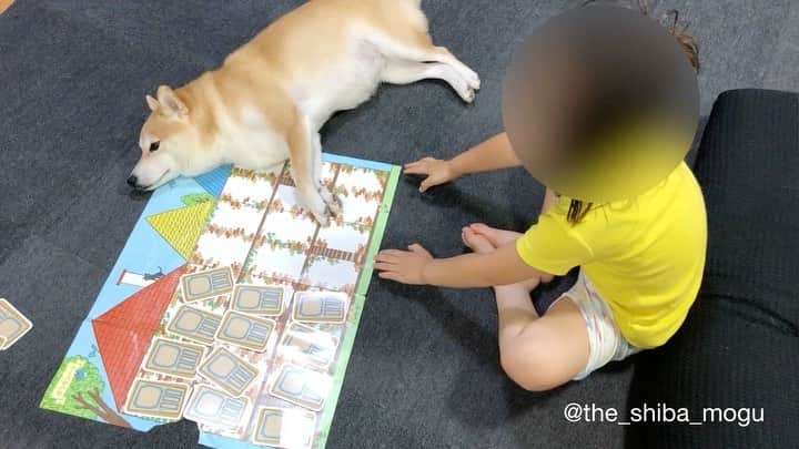 Moguのインスタグラム：「. 前回の続きなの。 #だんだん本気で怒る子分 #しつこめの柴犬 #まだ続くなの 👧Stop Mogu. No. Don't bother me. Oh! No! Mogu. I said 'stop'. So stop. No No stop. Stop. Don't move forward. . @the_shiba_mogu  #柴犬 #shibainu #shiba#赤柴 #redshiba#犬 #dog#しばいぬ#nannydog#犬と子供#子供と犬#柴犬と子供#柴#赤ちゃんと犬#犬と赤ちゃん#柴犬と赤ちゃん#赤ちゃんと柴犬#柴犬のいる暮らし#子守犬」