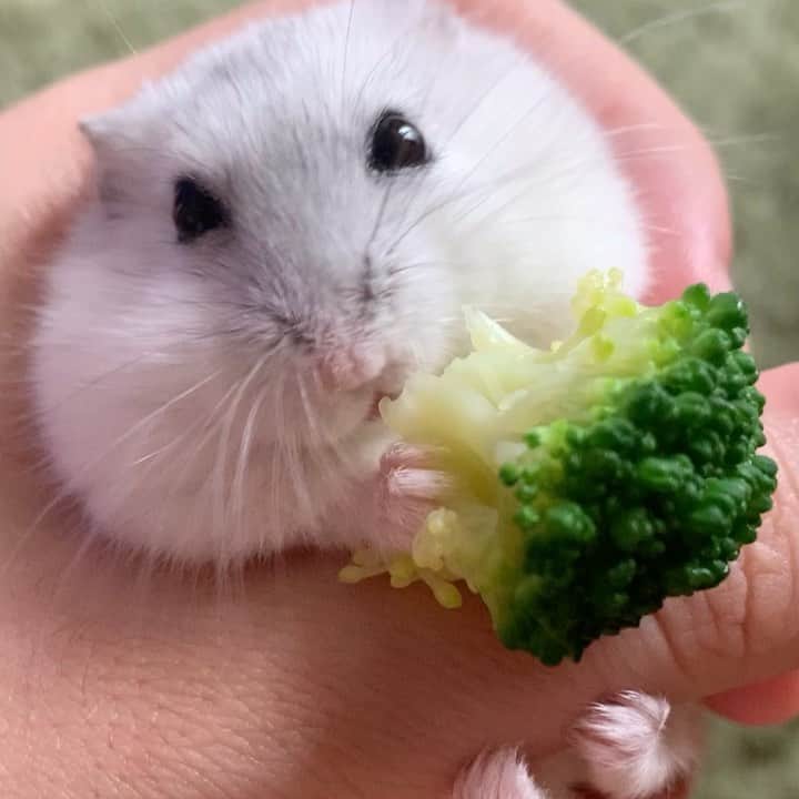 市川ショウのインスタグラム：「ただブロッコリーを食べてるだけなのにかわいい…🥦 指に脚がピロって巻きついてくるところもかわいい…  #ハムスター　#ジャンガリアン　#ブロッコリー　#かわいい　#ただただ可愛い　#我が家のアイドル」