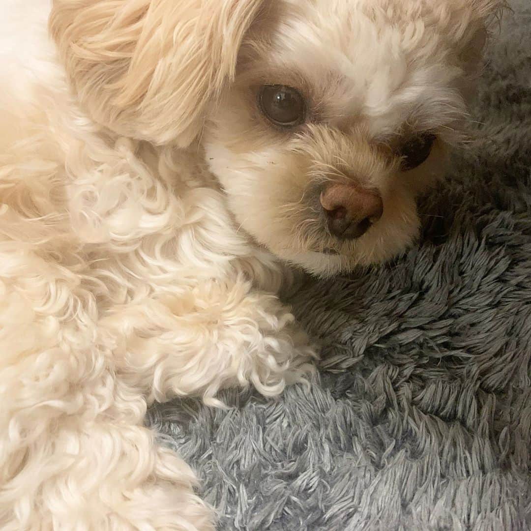 本野沙弥さんのインスタグラム写真 - (本野沙弥Instagram)「拗ね拗ねソフィ 🐶  #pekingese#toypoodle  #mix犬#pekipoo #ペキプー」9月10日 22時30分 - sayahonno
