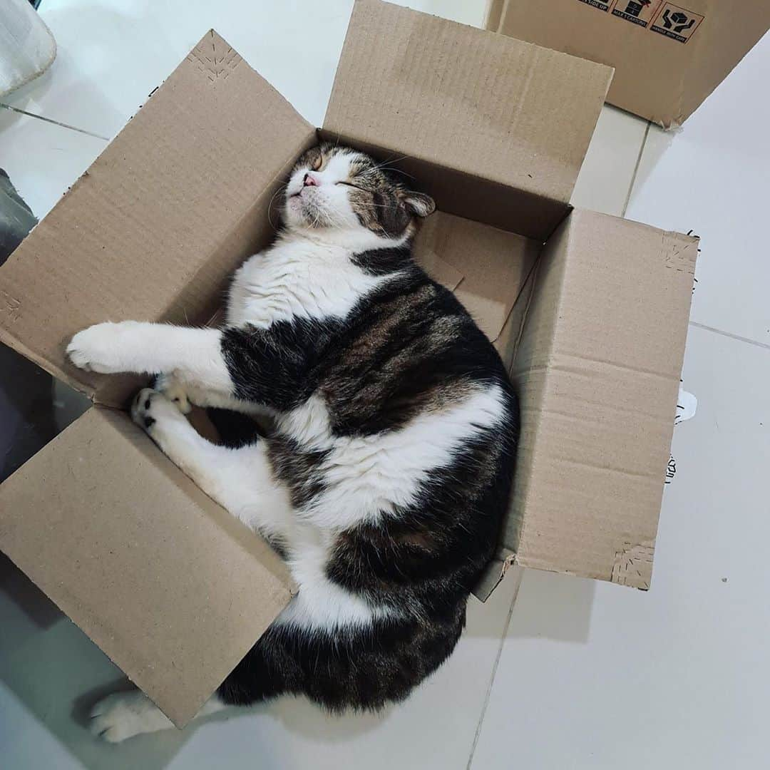 Som Siriさんのインスタグラム写真 - (Som SiriInstagram)「If it fits.. I sleep 😴 #tiggerteamonlyyui #catsofinstagram #scottishfold」9月10日 22時38分 - onlyyui