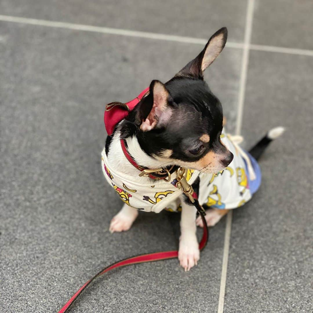 佐藤ゆうきのインスタグラム：「今日のお散歩はお洋服を着せてもらったわん🐶  今日もとっても楽しかったわん🐶✨ もうおねむだよぉ🐶💤  明日もたくさん遊んでね💓  皆様お仕事お疲れ様ですわん🐶💓 寝る前にフォローしてくれたら嬉しいわん🐶💓✨  #犬のいる暮らし #犬好きな人と繋がりたい #犬バカ部 #犬のいる生活 #ちわわのいる生活 #ちわわ大好き #ちわわ親バカ部 #ちわわなしでは生きていけません会 #チワワ #チワワのいる暮らし #チワワ大好き #チワワラブ #チワワ子犬 #チワワ画像 #スムースコートチワワ #スムースチワワ #める #ブラックタンチワワ #ブラックタン #dog #dogstagram #dogsofinstagram #pappy #子犬 #子犬のいる暮らし #cutedog #smalldog #cutedogsofinstagram #tinydog」