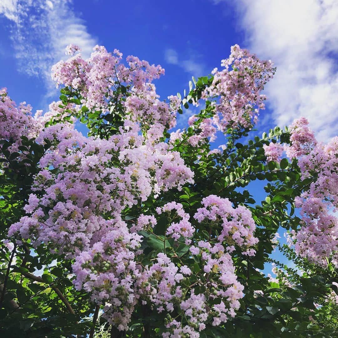 のインスタグラム：「. . ちょっと早起きして お散歩から始まった良い日でした🌿 . . #kolme #sky #blue #pink #flower #good #day #happy #love #青空 #ブルー #花 #ピンク #思い出」