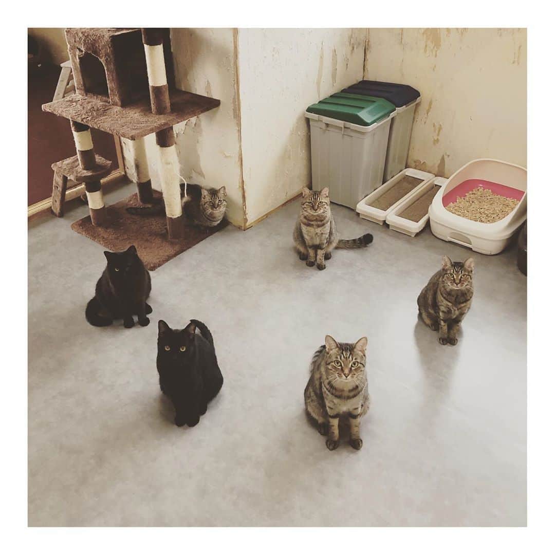 こむぎのインスタグラム：「* 昨日はチャリティーウェブショップにご協力くださりありがとうございましたー😭 今日は午前中に一部発送しまして、午後からは崩壊現場のお掃除とお世話に行ってきました💪  写真はストーリーにも載せた、ちゅーる召喚中の6匹☪️ 現場は数が少なくなってきたおかげで、だいぶ猫たちも穏やかになって、怖がりだった子たちも本当に少しずつですが慣れてきてくれています😭  1つ目の動画はビビリNo.2の"ししくん"が毛繕いしているところ😊 こんな目の前で無防備な姿を見せてくれるようになりました〜👏 「あ！見られてた！」って我にかえるところも可愛い😂 手前にいるのはビビリNo.3の団子尻尾が可愛いうさぎちゃん🐰  2つ目の動画は、ビビリNo.1のかもめくんが！なんとなんと！目の前でオヤツ食べてくれました〜😭 いつもオヤツ時間も逃げ回って食べてくれないかもめくんでしたが、今日はお皿から食べてくれて、それをこっそりニソニソと覗き見してました☺️ みんな本当に少しずつ距離感が近くなってきたなぁ👏  ザビエル首輪、レスキュー応援セットの発送は順番に行っておりますので、のんびりお待ちいただけるとありがたいです🙇🏻 お待たせしておりましてすみません😭😭  ウェブショップの方にも説明を載せてあるのですが、再入荷のお知らせの個別対応は保護活動の方でバタバタなため出来ません…🙇🏻 再入荷を知らせて欲しいとのお問い合わせを何件かいただいておりましたが申し訳ないですー😭😭  次のウェブショップオープンは来年の春頃の予定(希望🙏🏻)で、オープン日はInstagramで告知いたします✨ お手数おかけしますがよろしくお願いしますーーー💦 本当に申し訳ありません😭😭😭 何卒よろしくお願いしますー🙇🏻✨  #岐阜多頭崩壊レスキュー　 里親募集の子たちの詳細→ @comugineko  過去の様子は私のプロフィールにあるストーリーのハイライトからもご覧いただけます🙏🏻」