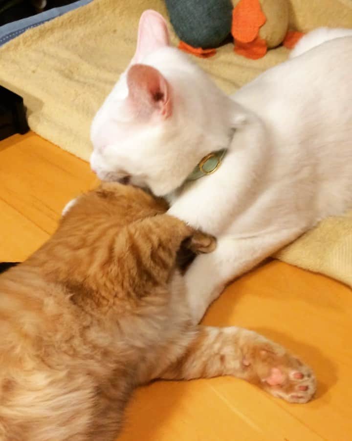 岡田屋鉄蔵のインスタグラム：「ものすごい勢いで慰めてました。」