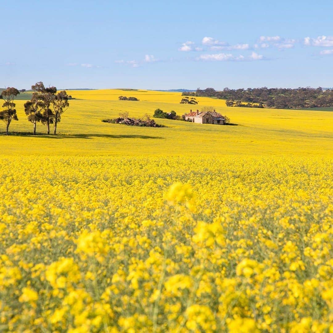 Australiaさんのインスタグラム写真 - (AustraliaInstagram)「Yellow sure looks good on you, @southaustralia! 🌻 @samanthalodgephotography captured the @clarevalleysa looking bright and beautiful on a sunny day in @southaustralia recently, where the canola fields are blooming! Located a 90-minute drive from @cityofadelaide, this quaint little town is home to an impressive 30 cellar doors! A day here is best spent meandering between the local #wineries, sipping on the region's famous riesling and taking in these gorgeous views! #seeaustralia #seesouthaustralia #visitclarevalley #clarevalleywineregion」9月11日 5時00分 - australia