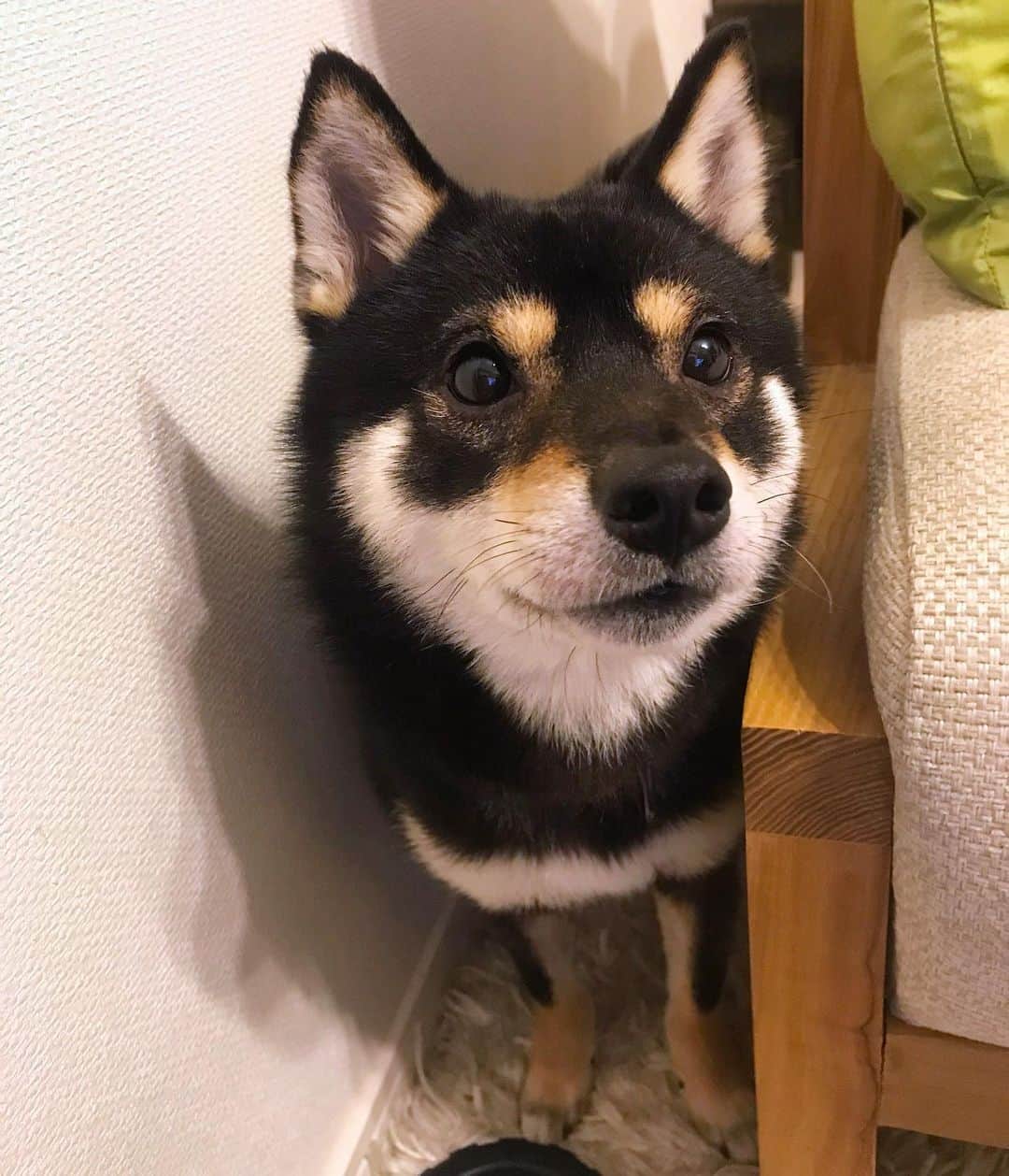 まめ丸のインスタグラム：「* * ひょっこり🐶💓 おやすみー⭐️ * #せまいとこいいよね #おちつくよね * #柴犬#豆柴#柴#黒柴#犬#いぬのきもち#shiba#shibainu#shibastagram#shibadog#puppy#instadog#dogstagram#dog#instashiba#petstagram#pet#cutepetclub#강아지#멍스타그램#doglover#ilovemydog#weeklyfluff」