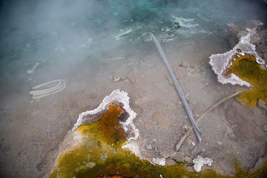 Cory Richardsさんのインスタグラム写真 - (Cory RichardsInstagram)「Look closer... what do you see? You're absolutely right, those are bones! Animal bones that is. These geysers are incredibly hot and highly acidic. How these bones have managed to stay intact, I have no idea. Anyone know more about this phenomenon?」9月11日 0時05分 - coryrichards
