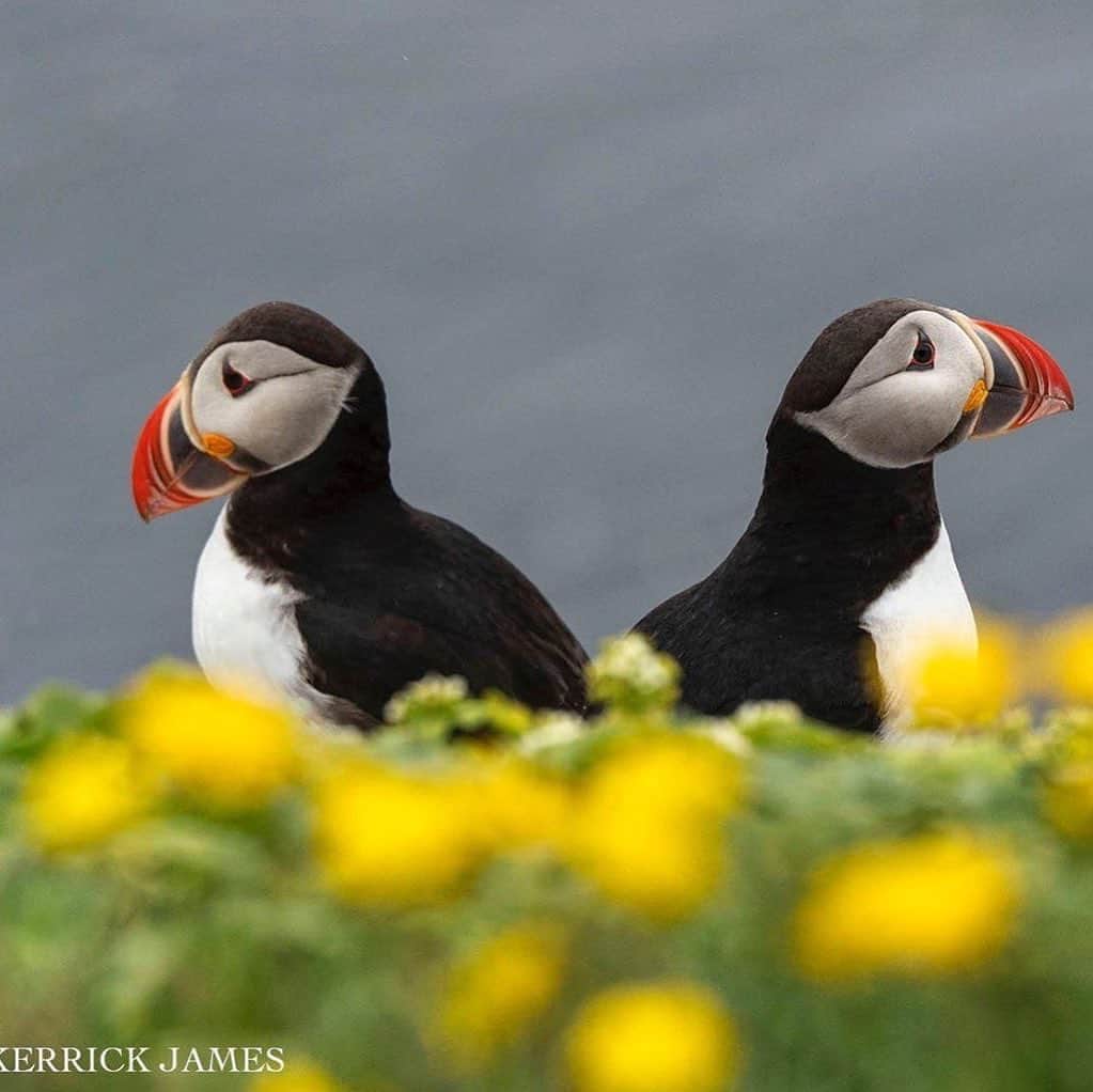 Ricoh Imagingのインスタグラム：「Posted @withregram • @kerrickjames5 Arctic puffins flourish on Grimsey Island in Iceland. Shot with Ricoh Pentax KP and D FA* 70-200mm F2.8 lens. #ricohusa #ricohimaging #pentaxiansunite」
