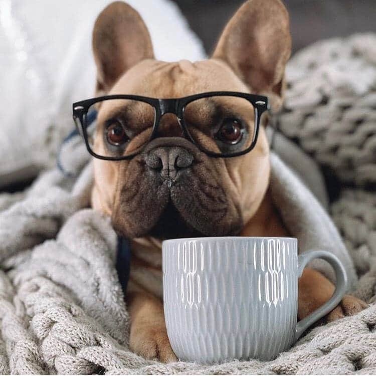 French Bulldogさんのインスタグラム写真 - (French BulldogInstagram)「A morning cuppa! ☕️🐾❤️ @thor.ivy_de_frenchies . . . . . #frenchieoftheday #frenchbully #instafrenchie #ilovemyfrenchie #loveabully #bulldogfrances #bulldog #buhi #squishyfacecrew #frenchiesofig #frenchiemoments #pawsomefrenchies #frenchbullies #frenchiepuppy #frenchietalk #frenchbulldog #frenchbulldogpuppy #frenchielove #frenchiesociety #frenchiegram #theworldofbullies #frenchbulldogsofinstagram」9月11日 0時40分 - frenchie.world