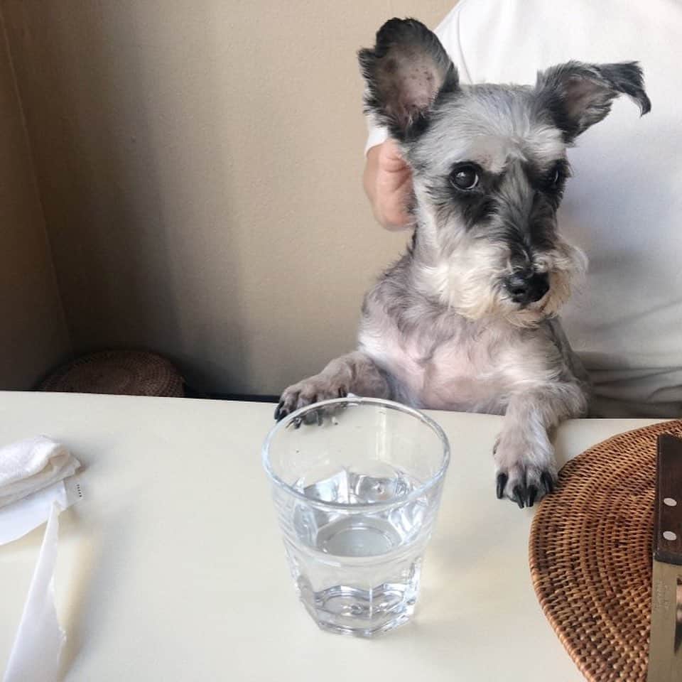 キム・ダヘのインスタグラム：「미니랑 오빠랑 처음 만났던날 ㅋㅋㅋ 🐶」