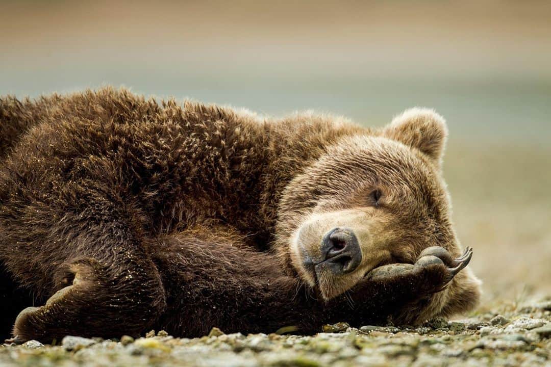 アニマルプラネットさんのインスタグラム写真 - (アニマルプラネットInstagram)「We know what you’re thinking – is it Friday yet?  . . . . . . . . #brownbear #bear #alaska #animalplanet #mammal #animals #animal #photooftheday #pictureoftheday」9月11日 1時00分 - animalplanet