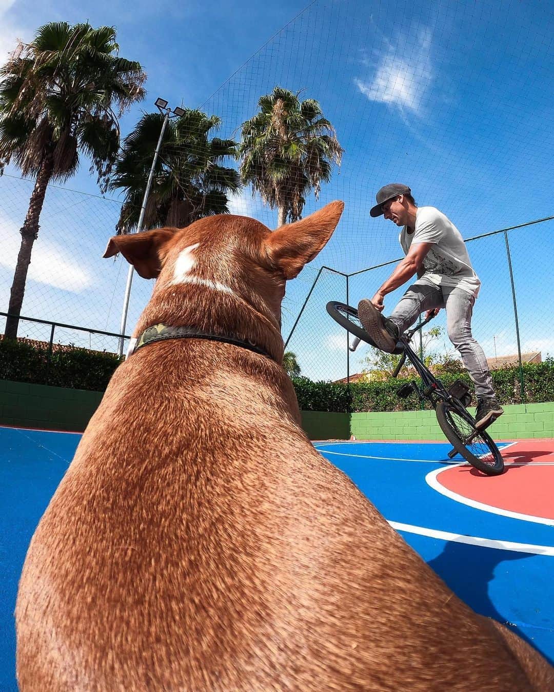 goproさんのインスタグラム写真 - (goproInstagram)「Photo of the Day: 4-legged photographer 🐕 #GoProFamily member @brunozebu ⠀⠀⠀⠀⠀⠀⠀⠀⠀ Save $100 on #GoProHERO8 Black with a free 32GB SD card + free shipping when you shop the link in our bio. ⠀⠀⠀⠀⠀⠀⠀⠀⠀ @GoProBR #GoProBR #GoProPets #BMX #DogsofInstagram」9月11日 1時01分 - gopro
