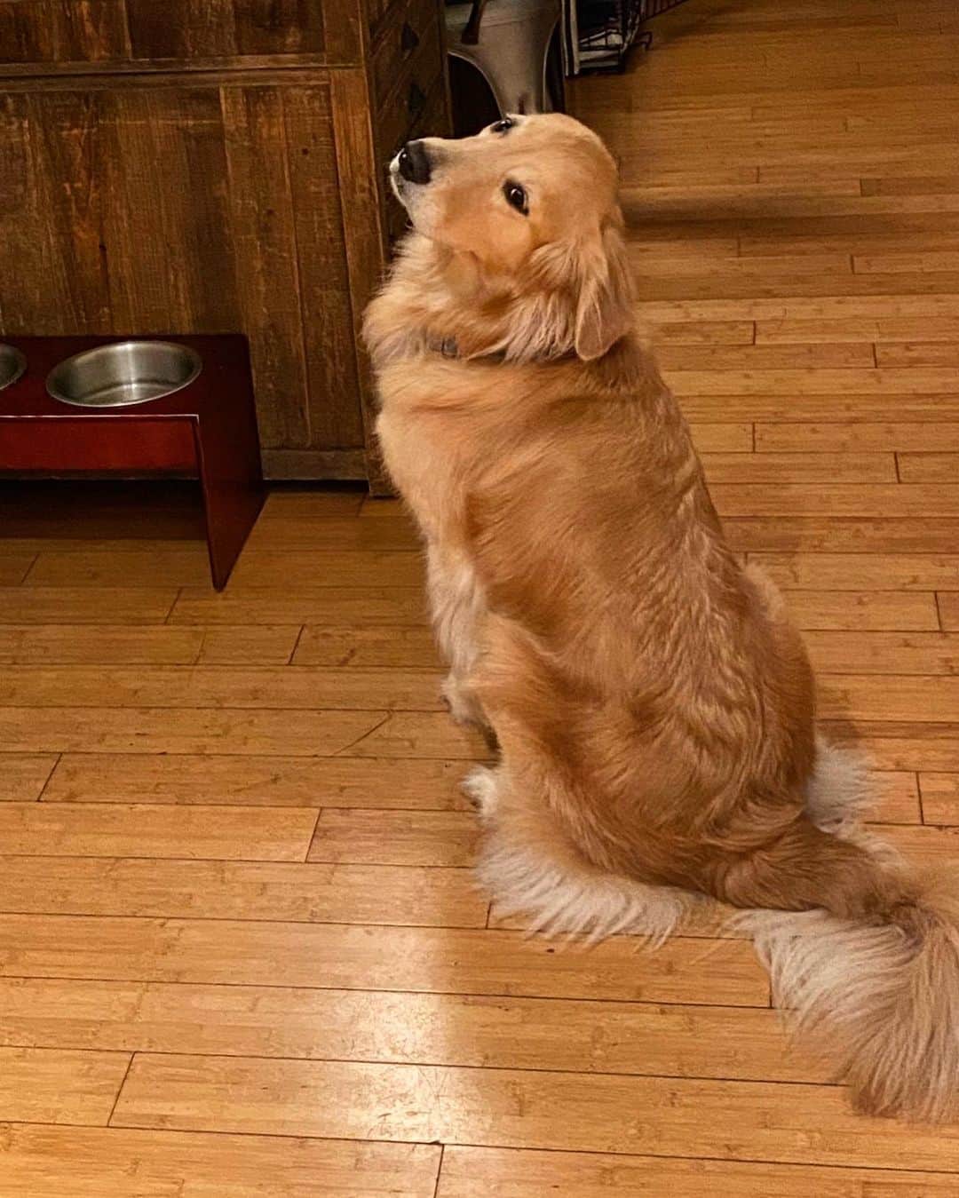 ショーン・オプリーのインスタグラム：「Pretty girl 🐶」