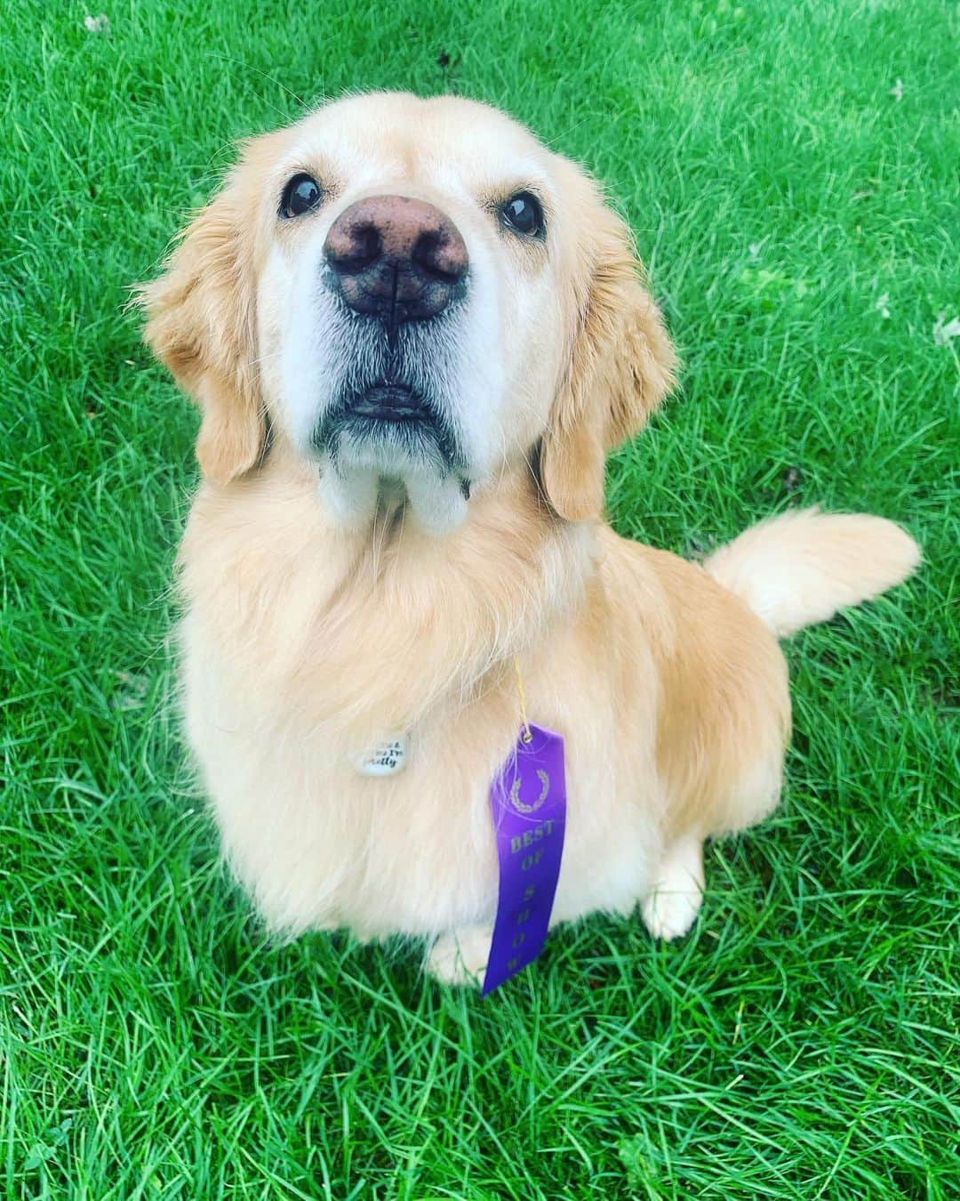 モヒートさんのインスタグラム写真 - (モヒートInstagram)「#sponsored Mom thinks I win #FURminatorBestofShow because my teefies are too adorable not to 😂 you know we love visiting our groomer but we also use our @furminator_inc deshedding tool for upkeep in between appointments. With three goldens in our house the fur can get a little out of hand and this helps keeps our floors tumbleweed free.   Killian really wanted to try to model too, be nice. Poor guy is still learning the ropes and he’s trying so hard-swipe to see his attempts. Who are you voting for Best Of Show??  #dogsofinstagram #winner #adorable #teefs #happy #smile #goldenretriever #goldenretrieversofinstagram #dogsofig #petsofinstagram #dogmom #model #fluff #floofsofinstagram」9月11日 1時10分 - mojito_rose_family