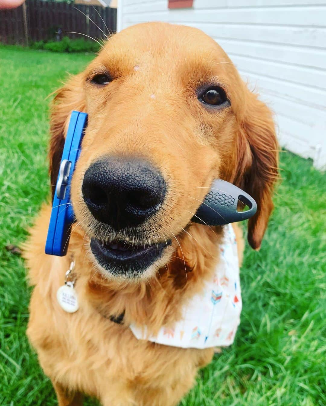 モヒートさんのインスタグラム写真 - (モヒートInstagram)「#sponsored Mom thinks I win #FURminatorBestofShow because my teefies are too adorable not to 😂 you know we love visiting our groomer but we also use our @furminator_inc deshedding tool for upkeep in between appointments. With three goldens in our house the fur can get a little out of hand and this helps keeps our floors tumbleweed free.   Killian really wanted to try to model too, be nice. Poor guy is still learning the ropes and he’s trying so hard-swipe to see his attempts. Who are you voting for Best Of Show??  #dogsofinstagram #winner #adorable #teefs #happy #smile #goldenretriever #goldenretrieversofinstagram #dogsofig #petsofinstagram #dogmom #model #fluff #floofsofinstagram」9月11日 1時10分 - mojito_rose_family