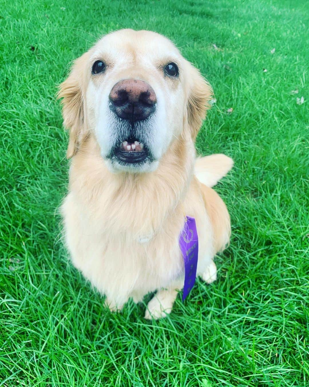 モヒートさんのインスタグラム写真 - (モヒートInstagram)「#sponsored Mom thinks I win #FURminatorBestofShow because my teefies are too adorable not to 😂 you know we love visiting our groomer but we also use our @furminator_inc deshedding tool for upkeep in between appointments. With three goldens in our house the fur can get a little out of hand and this helps keeps our floors tumbleweed free.   Killian really wanted to try to model too, be nice. Poor guy is still learning the ropes and he’s trying so hard-swipe to see his attempts. Who are you voting for Best Of Show??  #dogsofinstagram #winner #adorable #teefs #happy #smile #goldenretriever #goldenretrieversofinstagram #dogsofig #petsofinstagram #dogmom #model #fluff #floofsofinstagram」9月11日 1時10分 - mojito_rose_family