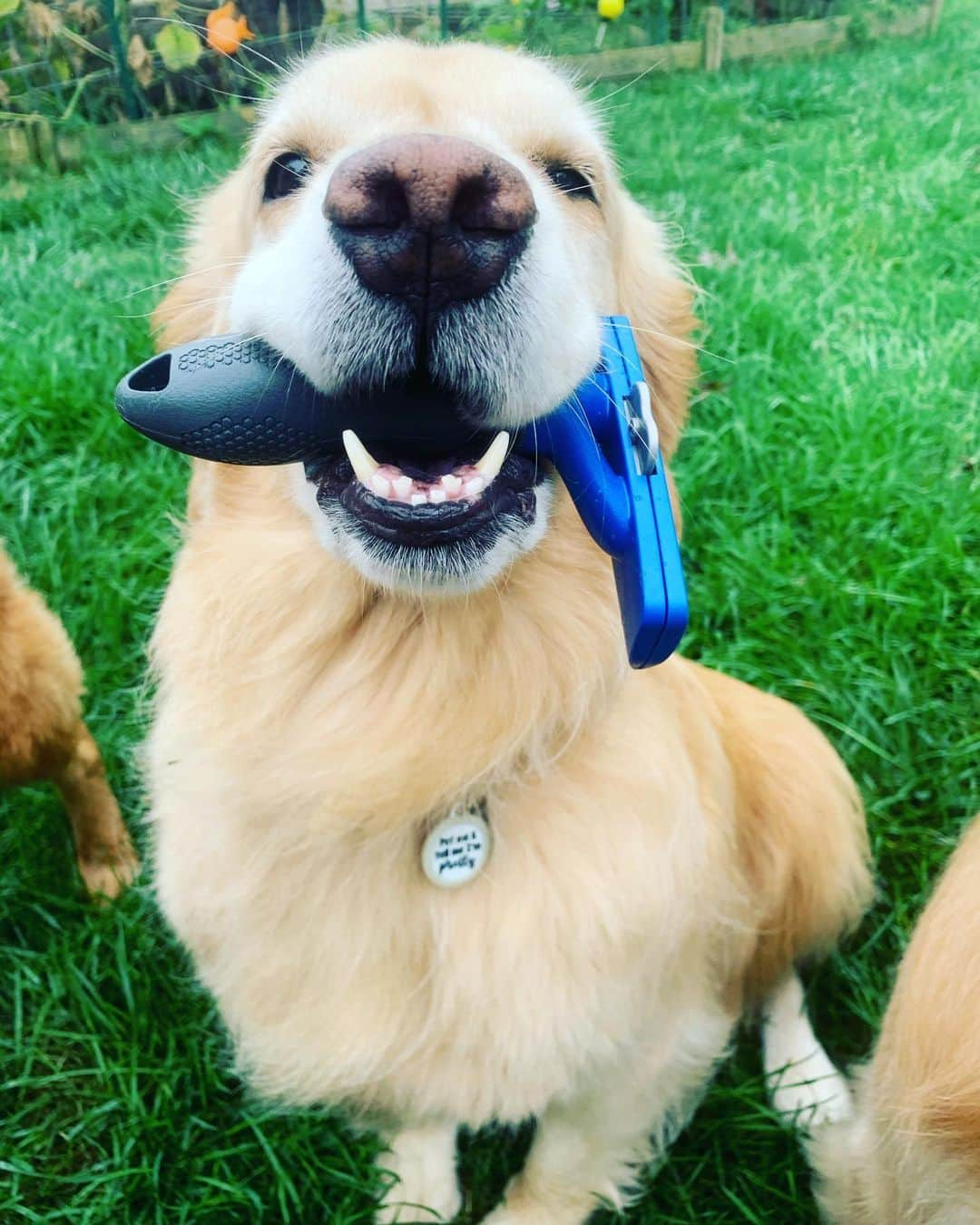 モヒートさんのインスタグラム写真 - (モヒートInstagram)「#sponsored Mom thinks I win #FURminatorBestofShow because my teefies are too adorable not to 😂 you know we love visiting our groomer but we also use our @furminator_inc deshedding tool for upkeep in between appointments. With three goldens in our house the fur can get a little out of hand and this helps keeps our floors tumbleweed free.   Killian really wanted to try to model too, be nice. Poor guy is still learning the ropes and he’s trying so hard-swipe to see his attempts. Who are you voting for Best Of Show??  #dogsofinstagram #winner #adorable #teefs #happy #smile #goldenretriever #goldenretrieversofinstagram #dogsofig #petsofinstagram #dogmom #model #fluff #floofsofinstagram」9月11日 1時10分 - mojito_rose_family