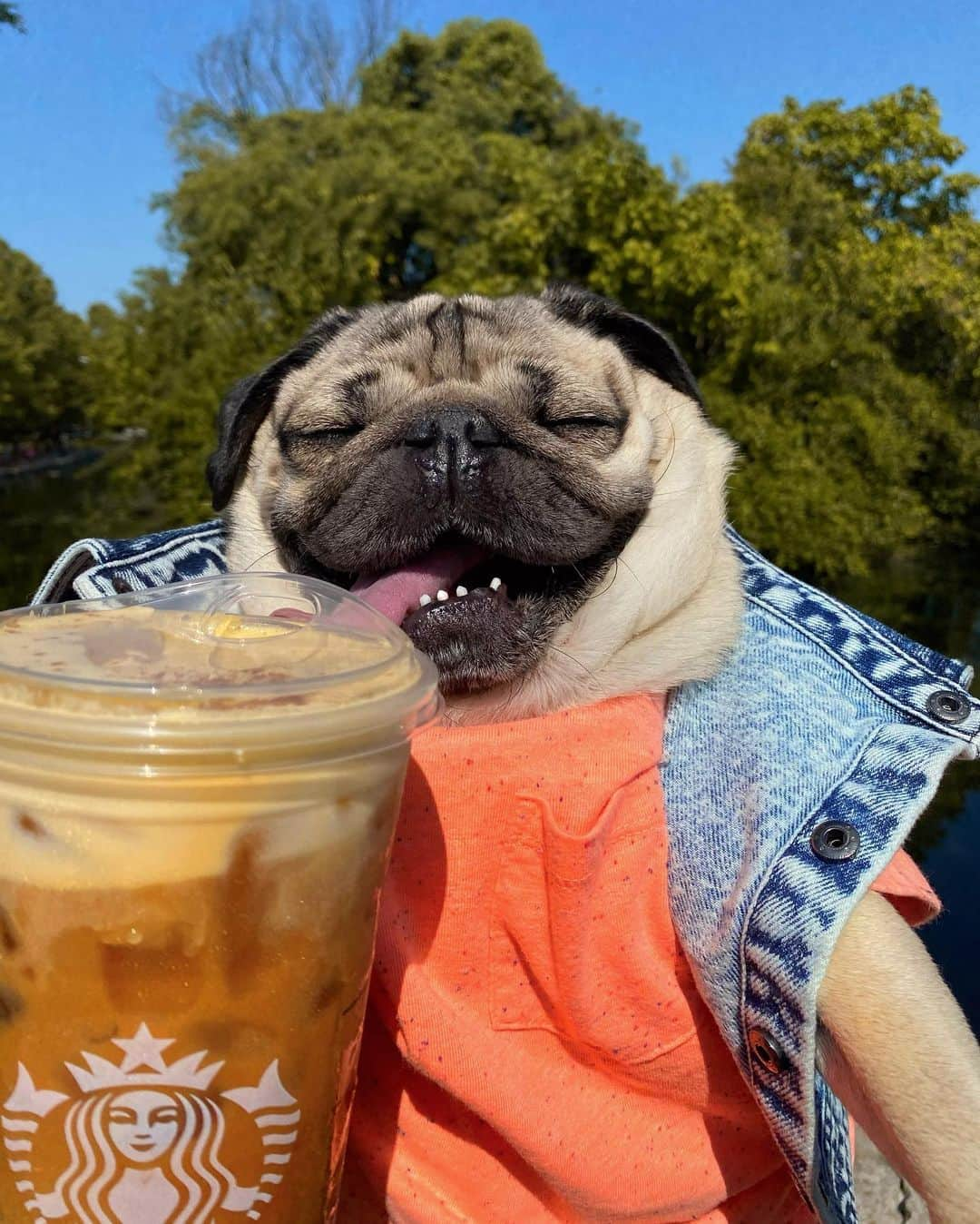 itsdougthepugさんのインスタグラム写真 - (itsdougthepugInstagram)「“Real friends surprise u with ur favorite drink from Starbucks” -Doug」9月11日 1時14分 - itsdougthepug