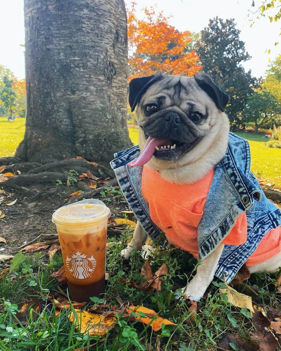 itsdougthepugさんのインスタグラム写真 - (itsdougthepugInstagram)「“Real friends surprise u with ur favorite drink from Starbucks” -Doug」9月11日 1時14分 - itsdougthepug