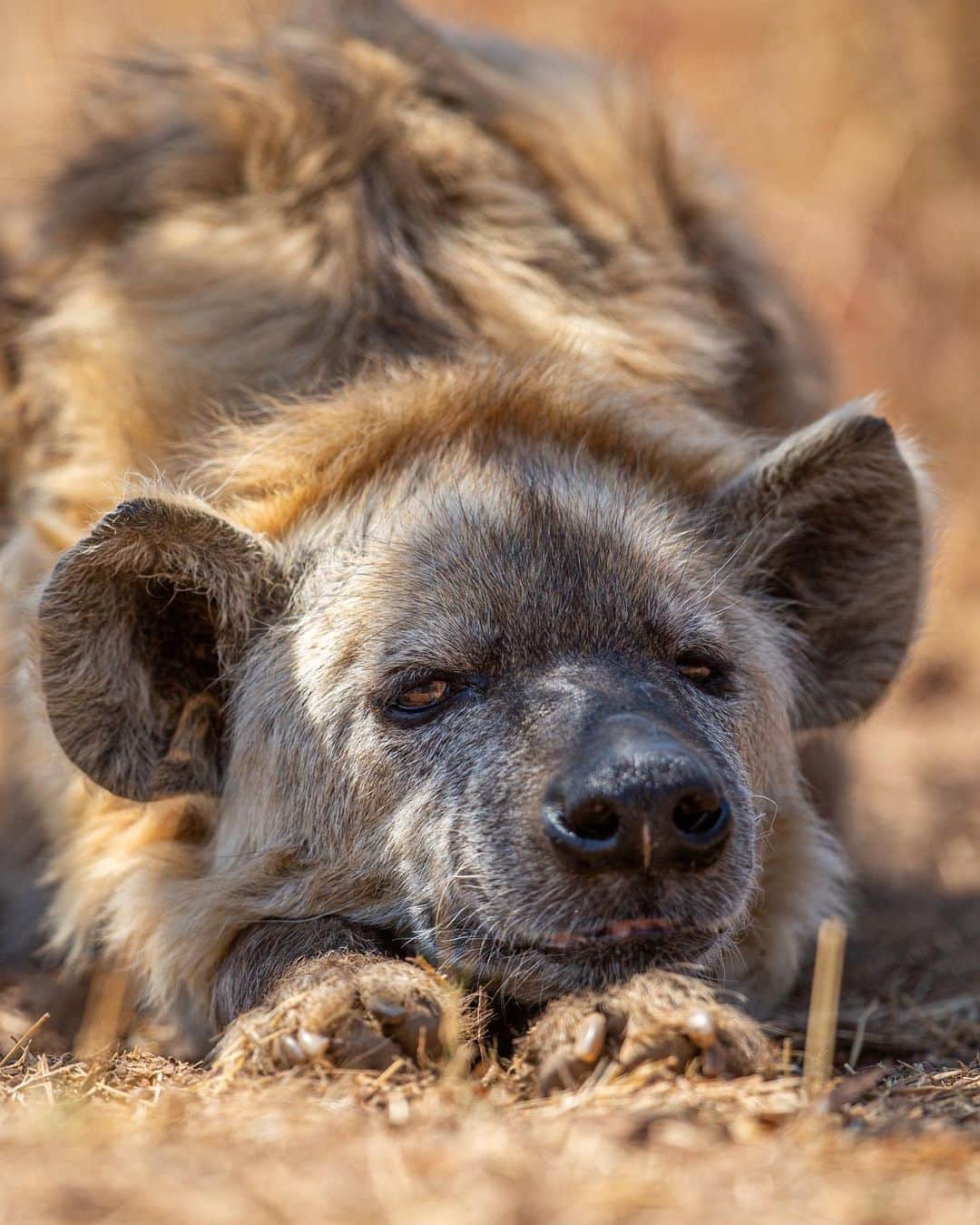 Kevin Richardson LionWhisperer さんのインスタグラム写真 - (Kevin Richardson LionWhisperer Instagram)「Contemplating the next move. Hyenas are wonderful animals and I’m so glad the world is ‘waking up’ to this. They’re fascinating to watch because either they’re behaving like hyperactive children or completely chilled. There seems to be very little in between and so you’re always guaranteed of entertaining antics. #yearofthehyena #spotted #spottedhyena #hyena #crocutacrocuta #awesome #awesomeanimals #underdog #hyenasofinstagram #chilled #whatsnottolove #whatsnottolike #agip」9月11日 1時39分 - lionwhisperersa