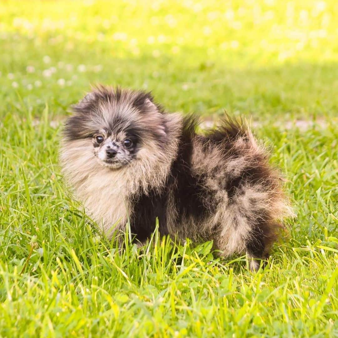 Puppy For Sale.さんのインスタグラム写真 - (Puppy For Sale.Instagram)「Pomeranian #spitz female #merle color ⠀ Девочка померанского шпица чёрный мрамор ⠀ Очень милый и позитивный ребёнок ⠀ Больше фото малышки в Сторис и в карусели ⠀ _________ ⠀ Следите за нашими обновлениями и подписывайтесь👇 @artsimpatiya ⠀ Больше информации, фото и видео: Директ, на личном сайте питомника Арт Симпатия: www.artsimpatiya.ru ⠀ #pom #pomeranian #pomeranienmerle #pomeranianspitz #pomeranianworld #pomeranianparis #pomeranianlyon #pomeranianbelgium #pomeranianromania #pomeranianamsterdam #pomeranianlove #pomeranianpuppy #pomeraniansofinstagram #pomeranianpuppies #pompuppy #pompuppies #spitzmerle #spitz #pomeranianspitz #mypomeranian #puppiespomeranian #puppypom #pomeranianlondon #pomeranianengland #pomeranianholland #pomeranianclubholland #pomeraniangermany」9月11日 2時30分 - artsimpatiya