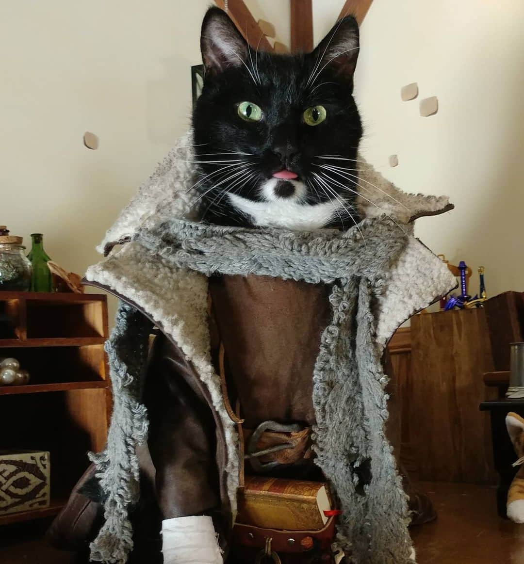 猫コスプレさんのインスタグラム写真 - (猫コスプレInstagram)「"Is it Purrsday yet?"  #CriticalRole #CalebWidogast  . . . . . . #catcosplay #cosplay #cosplayer #cat #catcostume #catsinclothes #catsofinstagram #catstagram #petclothes #PetCostume #halloween #criticalrolecosplay #Critters #criticalcosplay #criticalrolefanart #caleb #calebwidogastcosplay #DungeonsandDragons #dnd #wizard」9月11日 2時32分 - cat_cosplay