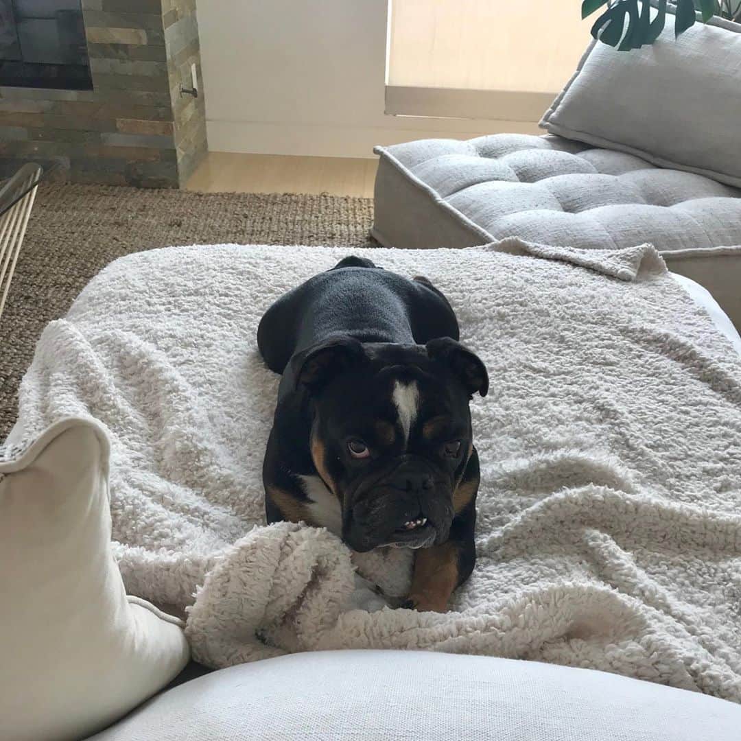 コナー・ドワイヤーのインスタグラム：「When you know you’re usually not allowed on the couch」