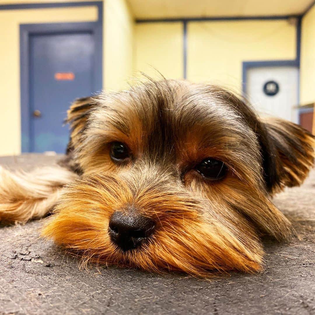 Dogs by Ginaのインスタグラム：「Finny」