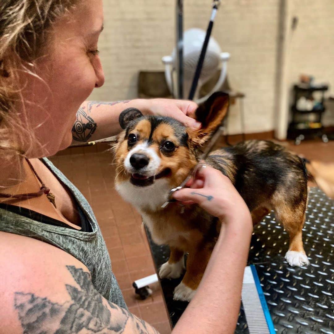Dogs by Ginaのインスタグラム：「Happy Poppy 🌸」