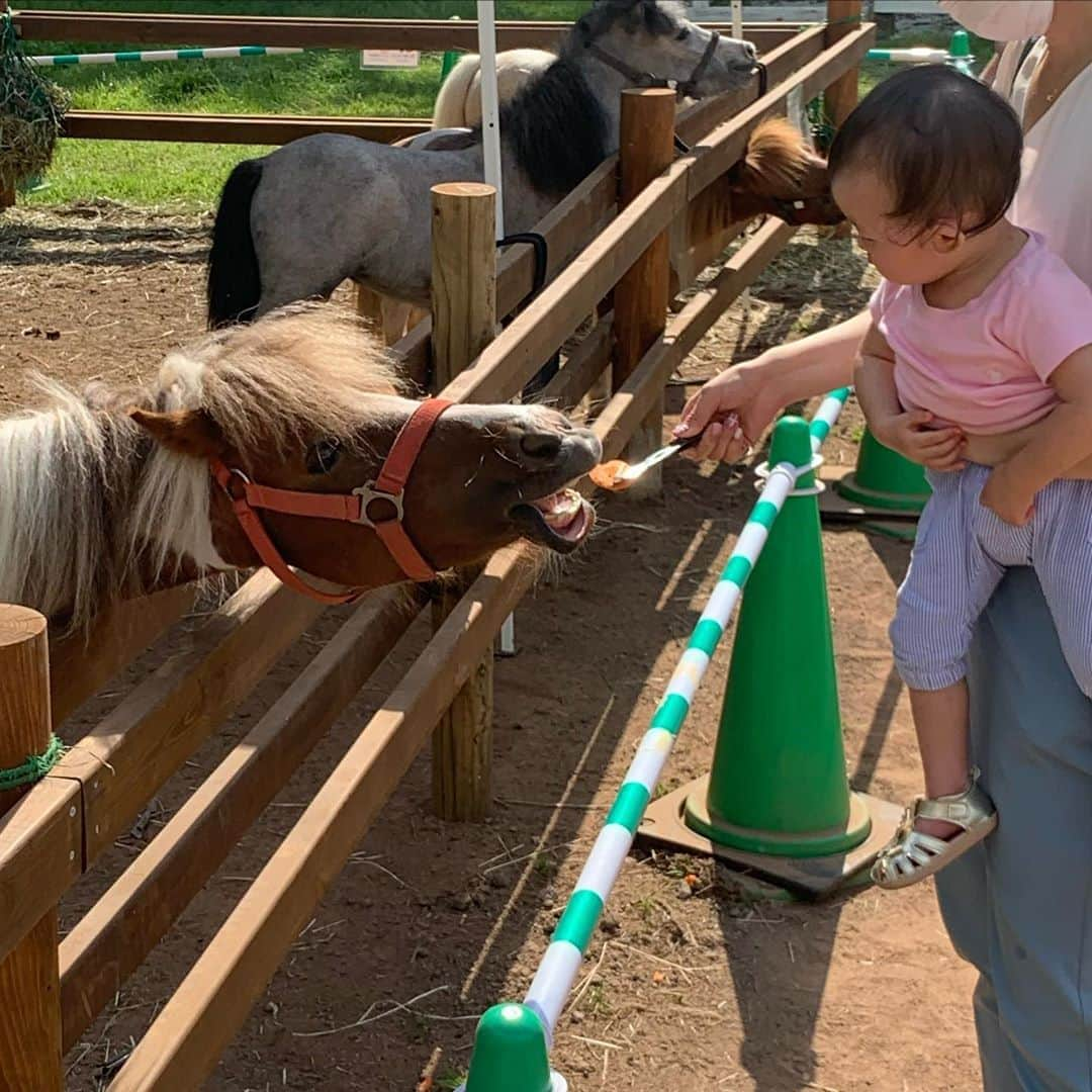 澤野井香里さんのインスタグラム写真 - (澤野井香里Instagram)「#富士サファリパーク へ❣ ️﻿ #ジャングルバス ではクマ🐻にライオン🦁、ラクダ🐫に餌やりして、ふれあい広場ではポニーにワラビー、リスザルにも餌をあげて触れ合えてとっても喜んでた子供たち👦👶﻿ ﻿ ライオンが目の前で鶏肉をむさぼる姿には大人も興奮❣️﻿ Sはどんな動物にも積極的で、Mはワラビー🦘の餌やりだけは近すぎて怖くてずっと足元にしがみついて泣いてたけど🤣﻿ ﻿ 大人も子供も楽しめてよかった♡﻿ ﻿ #ks_20✨ #ks_shizuoka✨ #夏休み #家族旅行　#国内旅行　#静岡　#富士サファリ #静岡旅行 #静岡観光 #S⭐️_ #M🍒_ #s⭐️m🍒」8月18日 10時47分 - kaori_sawanoi