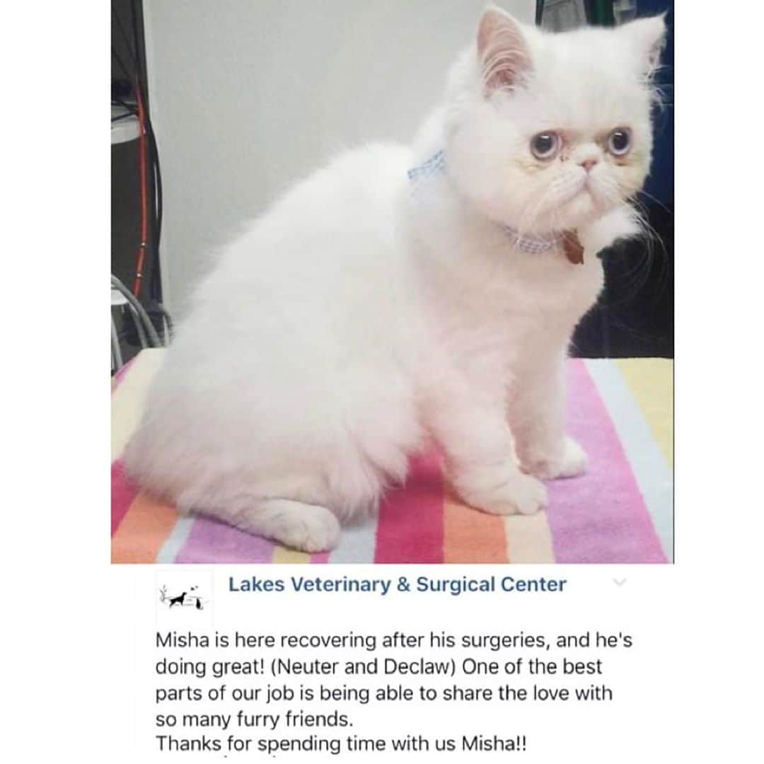 City the Kittyのインスタグラム：「This post is from a few years ago but Lakes Veterinary & Surgical Center is still burning off the toe bones and claws on cats. (laser declaw) 😾 🐾 Misha was betrayed by his owner and by this declawing vet.  Declawing is NOT love!😿  The best part of their job should be healing and helping innocent animals and not performing and profiting from this barbaric and inhumane amputation procedure that always harms the long term health and well-being of a cat. (declaw) 🐾🐾😿 When you call for a price of a declaw to Lakes Veterinary, the person asks, "do you want the front or all four?"😾 A 4 paw declaw is $320-$500. 😾😾😾 Please educate your family, friends, and co-workers about how declawing is bad for cats and tell them about the easy, humane options. http://citythekitty.org #Veterinarians #StopDeclawing #DoTheRightThing #Heal #DoNoHarm #FairUse  #Lindstrom #MN #minnesotacats  Always take the high road, be polite, and educate. 🐾❤️ #bethechange」