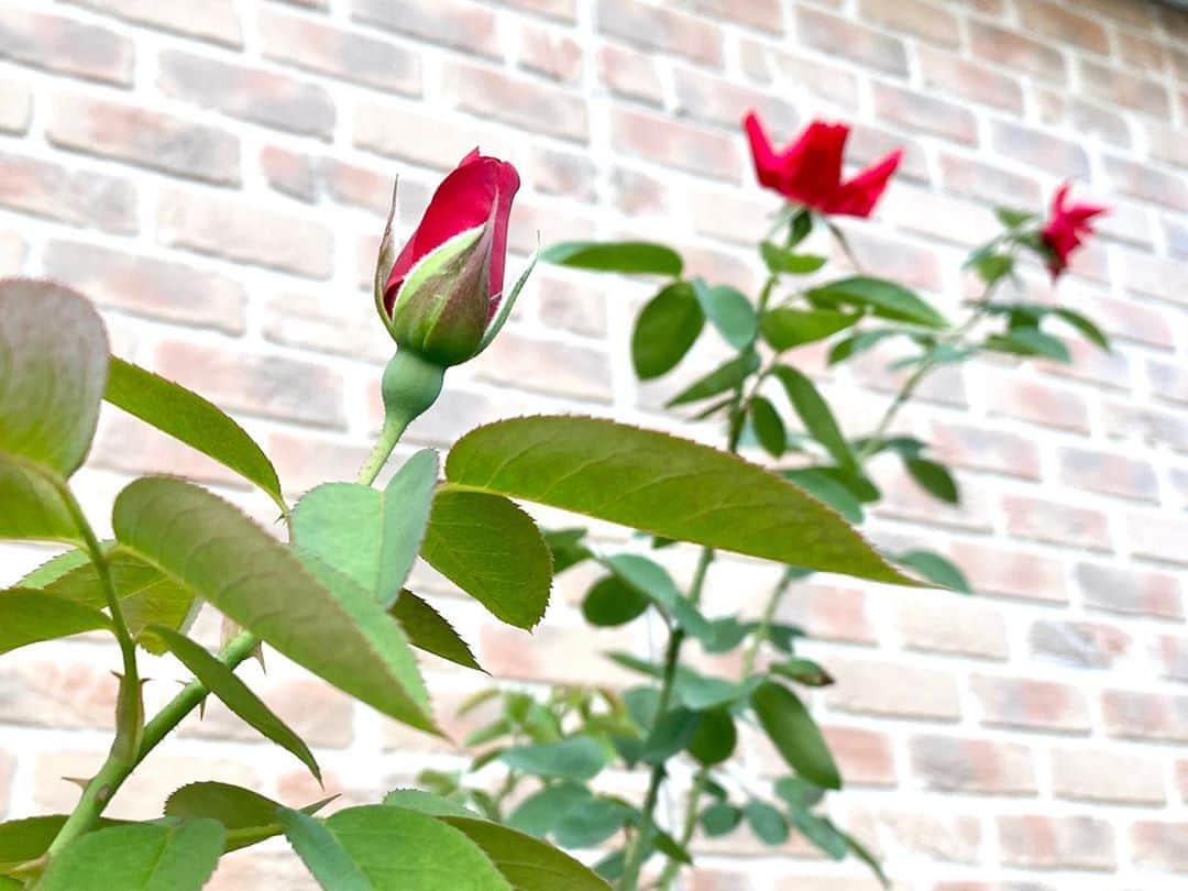 岡部晴彦さんのインスタグラム写真 - (岡部晴彦Instagram)「‪#バラ日記 #roses‬ ‪111日目　晴れ‬ フランソワーズゴジャール  シャルルドゴール ロイヤルサンセット アルティシモ ロイヤルサンセット蕾 バレリーナ ラフランス パローレ ほほえみ  ‪#roses🌹 #rosestagram #rose ‬ ‪#peace‬」8月18日 11時47分 - hal_96