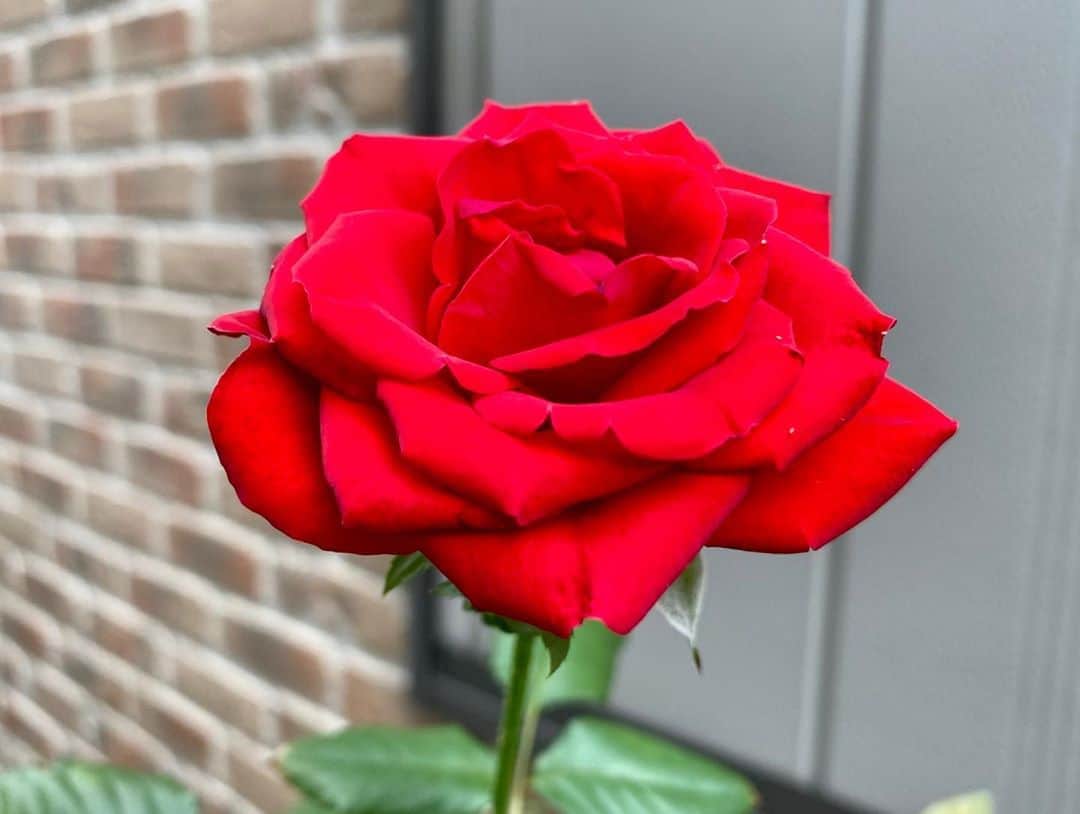 のインスタグラム：「‪#バラ日記 #roses‬ ‪111日目　晴れ‬ フランソワーズゴジャール  シャルルドゴール ロイヤルサンセット アルティシモ ロイヤルサンセット蕾 バレリーナ ラフランス パローレ ほほえみ  ‪#roses🌹 #rosestagram #rose ‬ ‪#peace‬」