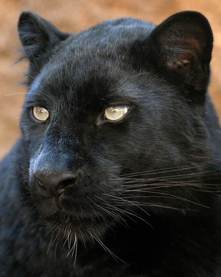 San Diego Zooさんのインスタグラム写真 - (San Diego ZooInstagram)「Mystique is mysterious, magnificent, and melanistic. 🖤  In cats, black coloration is the result of a genetic variant that’s best known in jaguars (in South America) and leopards (in Africa and Asia). Melanism has been documented in at least 13 species of cat, including the bobcat, the serval, and the jaguarundi. #BlackCatAppreciationDay #MelanisticLeopard #Leopards #SanDiegoZoo *ps. come visit Mystique in her new Kopje habitat in Africa Rocks 📷 Mike Wilson」8月18日 12時00分 - sandiegozoo