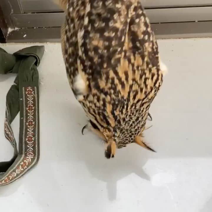 GEN3 Owlのインスタグラム：「どうして・・・・ Why....... #owl #owlgaru」