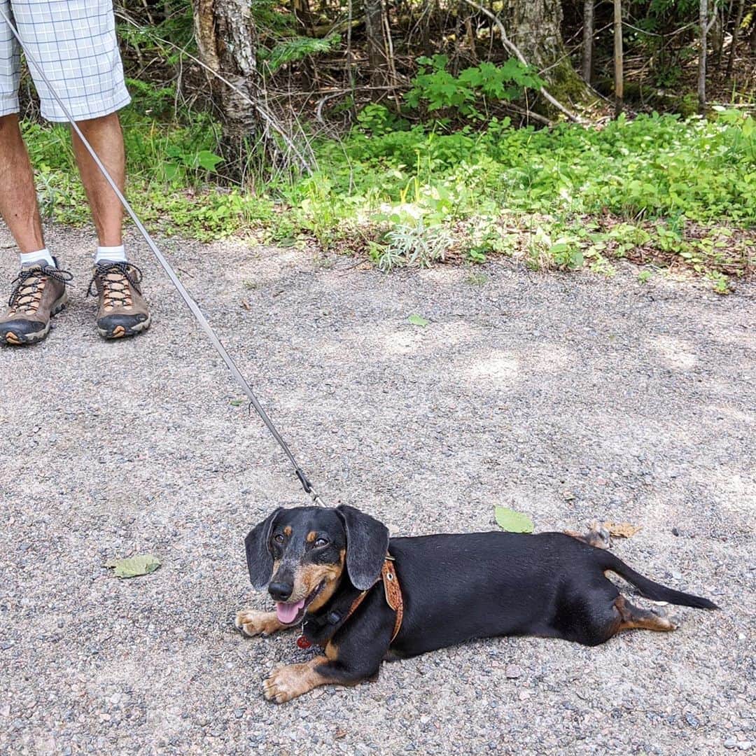 Crusoe the Celebrity Dachshundのインスタグラム：「“When they tell you it’s just a “casual stroll” but it’s a 2 hour heckin’ hike!” ~ Oakley」