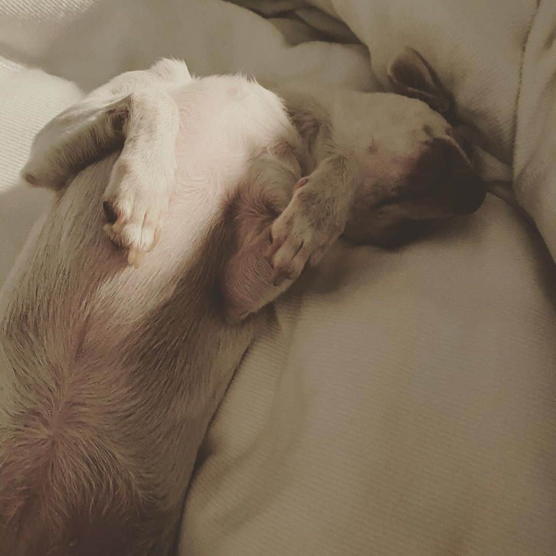 マーガレット・チョーさんのインスタグラム写真 - (マーガレット・チョーInstagram)「The longest dog! She’s not even a Doxie! I don’t think.... #chihuahuasofinstagram #muttsofinstagram #rescuedogsofinstagram #love」8月18日 3時57分 - margaret_cho
